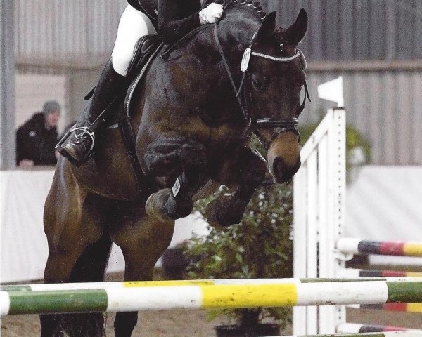 Dressurpferd Rupina (Westfale, 2003, von Rockwell)