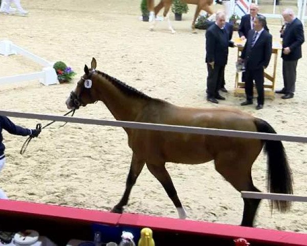 Video von Cashmire, Oak Grove's Che, Casino As, Comerade, Coupe Gold
