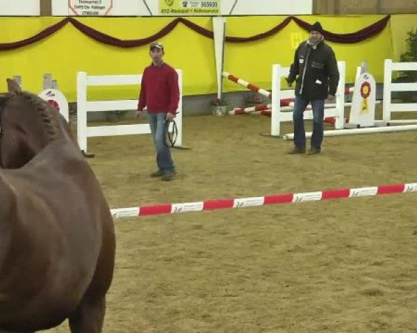 12. Süddeutsches Freispringchampionat in Ellwangen-Röhlingen, 30.11.2014, 1. Abteilung 4-jährige
