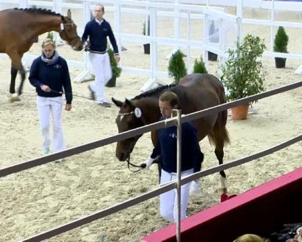 Video of Action Blue, Atlantus Blue, Hengst von Casall, Actender, Coal Quidam, Hengst von Acodetto I