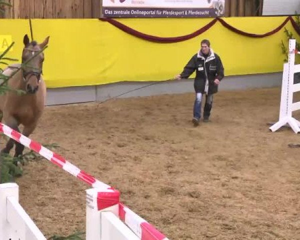 12. Süddeutsches Freispringchampionat in Ellwangen-Röhlingen, 30.11.2014, 1. Abteilung 3-jährige