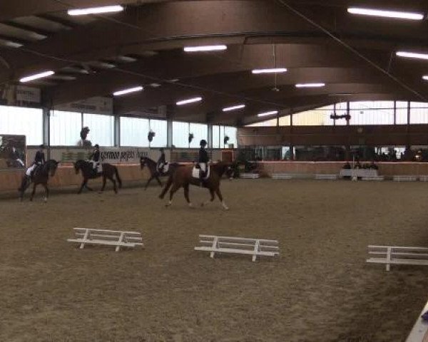 Video of Gimlay T, Dear Princess, Focus 42