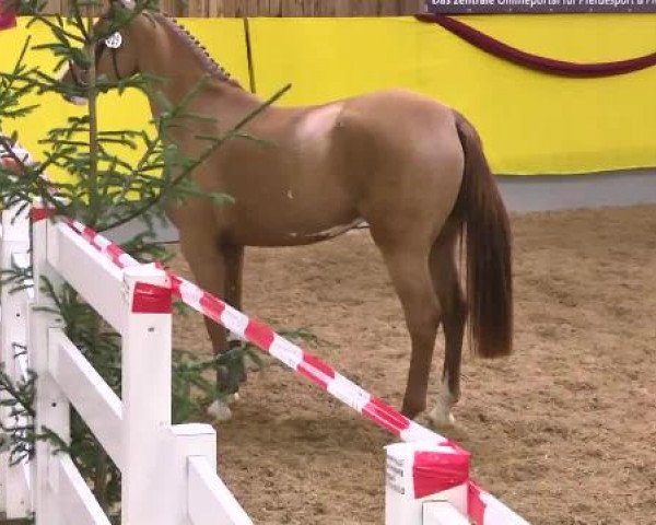12. Süddeutsches Freispringchampionat in Ellwangen-Röhlingen, 30.11.2014, 2. Abteilung 3-jährige