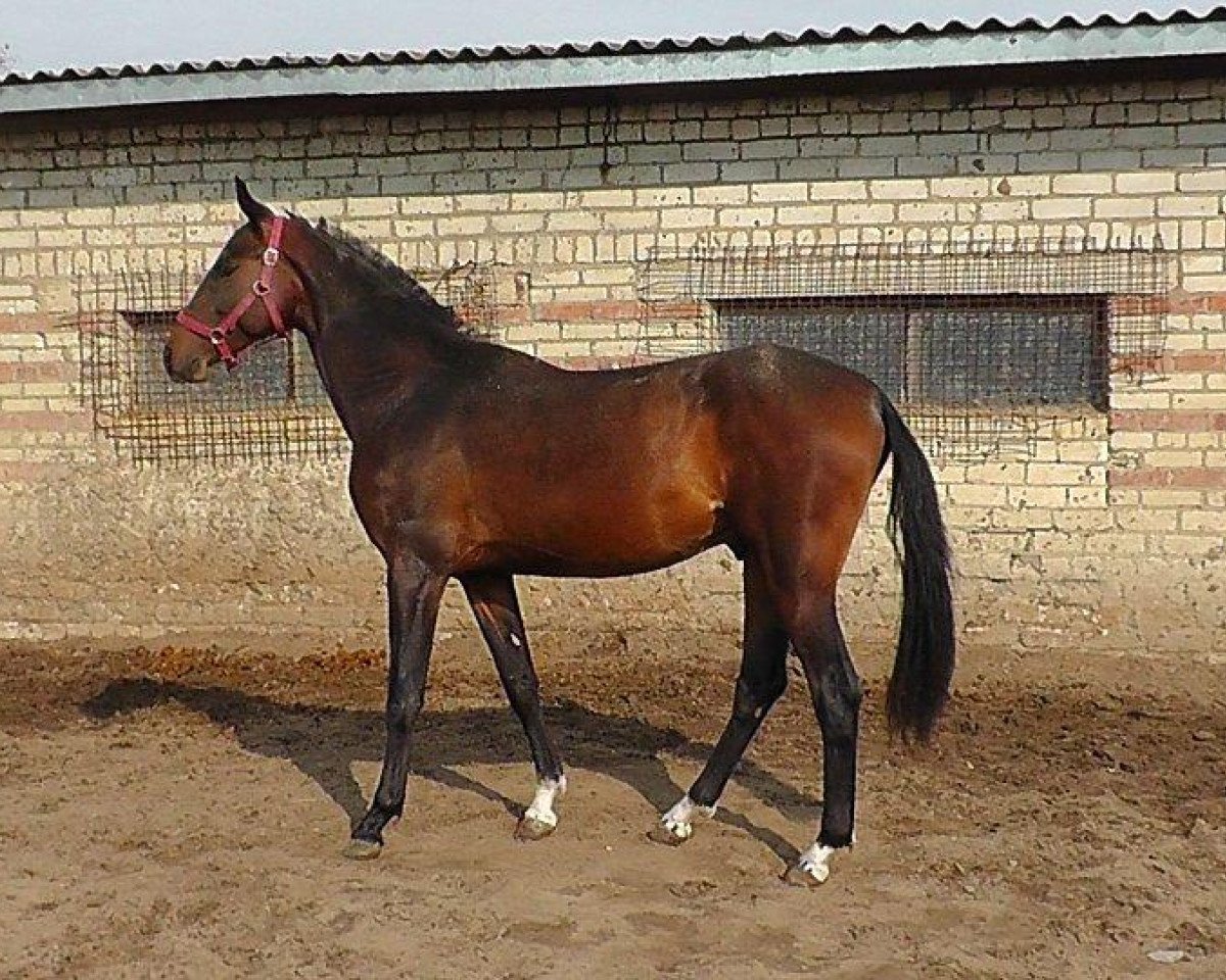 Kůň Alon (Achal-Teke, 2012, od Oyun) - Alon - Shael Stud