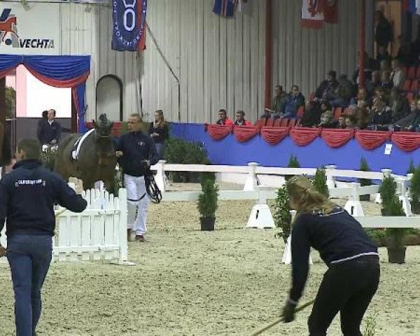 Longieren Oldenburger Hengsttage 2014