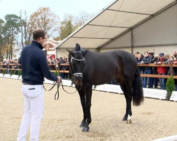 Pflastermusterung Oldenburger Hengsttage 2014