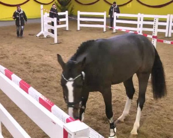 12. Süddeutsches Freispringchampionat in Ellwangen-Röhlingen, 30.11.2014, 2. Abteilung 3-jährige