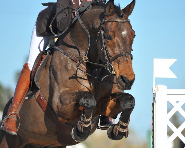 jumper Clausi 5 (Holsteiner, 2000, from Claudio's Son)