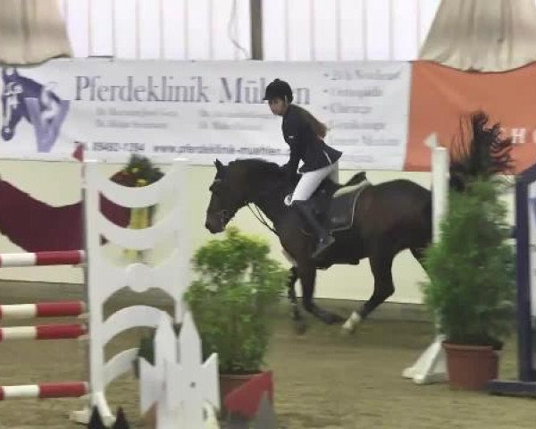 CSI* Damme 2014 16.11.2014
18 große Tour
