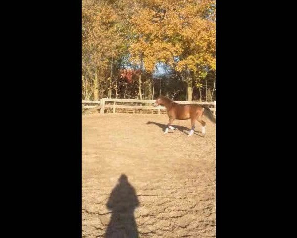 Video von Frankenbach Paul