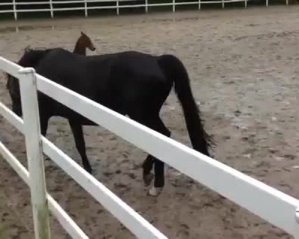 Video of Cantuccini L