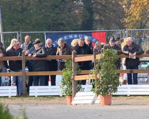 Pflastermusterung Oldenburger Hengsttage 2014