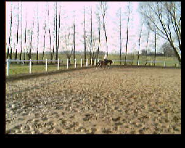 Video of Donald Duck