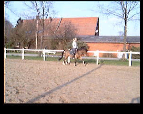 Video of Donald Duck