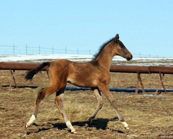 Horse Ezzat (Achal Tekkiner, 2014, from Alvan)