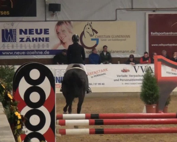 CSI* Damme 2014 07.11.2014
15 1.35 m      Dammer Hengstchampionat
Vorstellung der Hengste