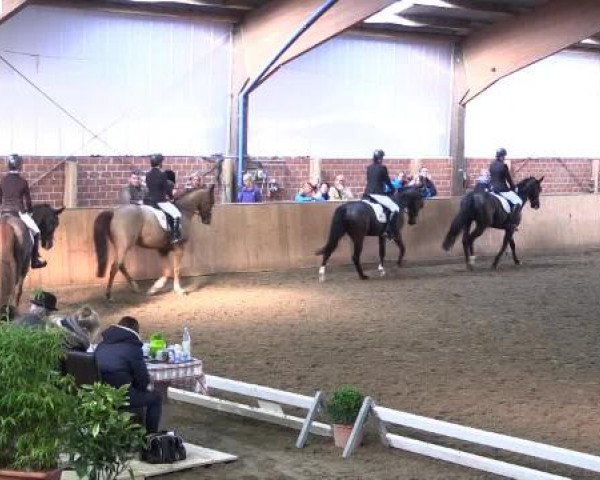 Video von Perle 520, Finja, Paul C