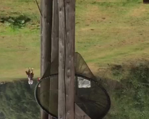 Video von Vaya Condia