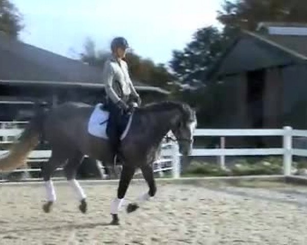 Video of Shakiro