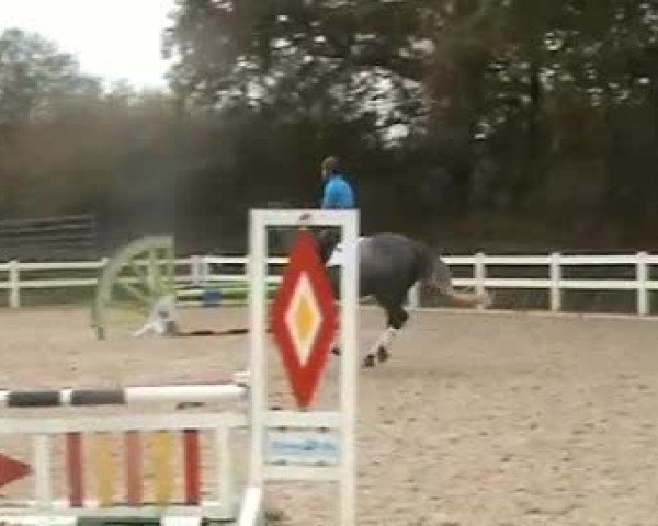 Video of Shakiro