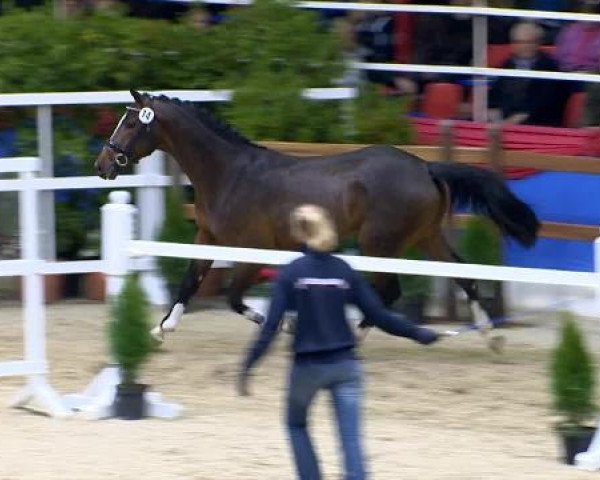 Freispringen springbetonte Hengste, Oldenburger Hengsttage 2014