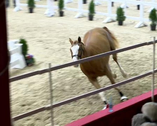 Freispringen springbetonte Hengste, Oldenburger Hengsttage 2014