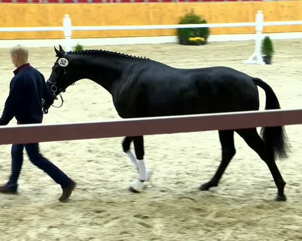 Video of Desperado ASS