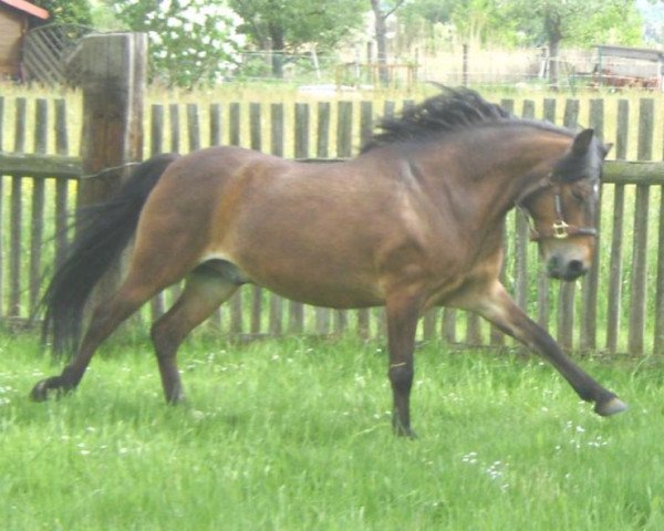 dressage horse Kobold (Exmoor Pony, 2003) dressage horse Kobold (Exmoor Pony, 2003)