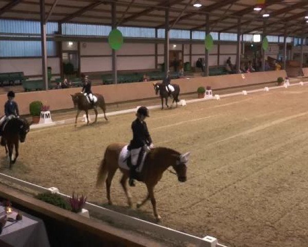 Video von Dragon 50, Kantje's Ramona, Mellimaras Jo Jo