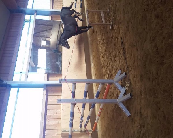 Video of Calli 12
