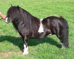 stallion South Sands Jackanapes (Shetland pony (under 87 cm), 1999, from New Park Chieftain)