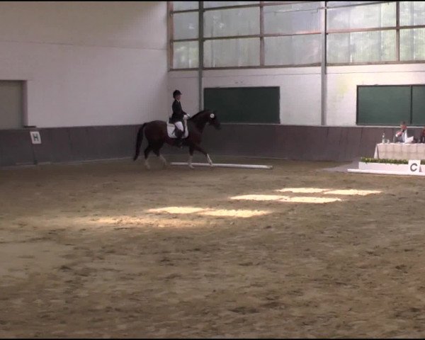 Reitturnier Hamminkeln-Brünen 2014