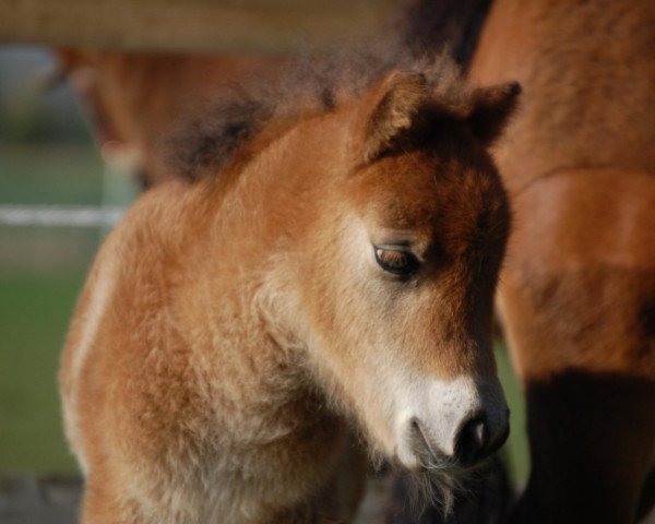 stallion Tiponis Giroud (Shetland pony (under 87 cm), 2014, from Gustavson B)