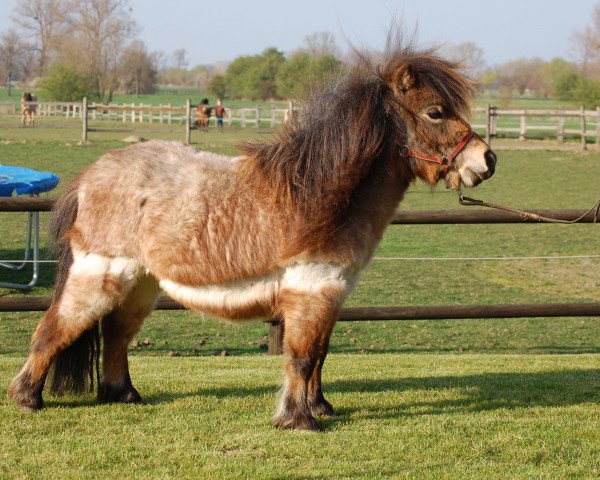 broodmare Tialda vom Sorenbrink (Shetland pony (under 87 cm), 2011, from Dressman B)