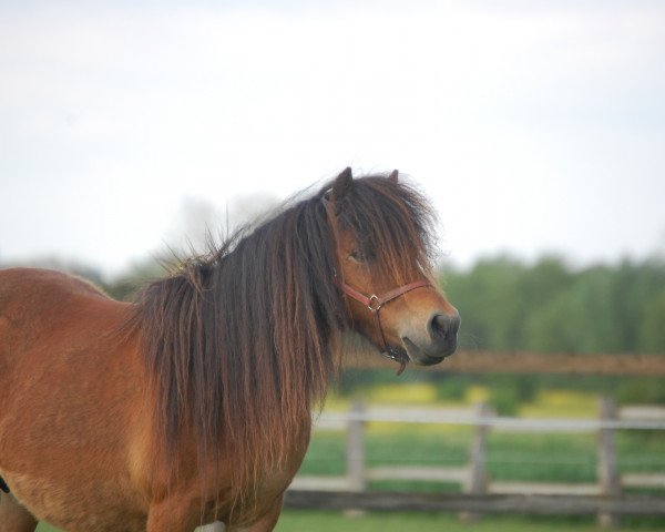 broodmare Sahony v. bromishet (Shetland pony (under 87 cm), 2002, from Nat.cham.son of the blue stable)
