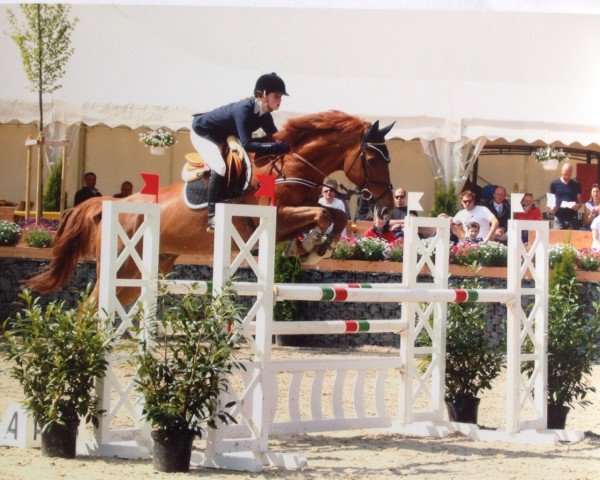 jumper Nino 182 (KWPN (Royal Dutch Sporthorse), 2000, from Nassau)