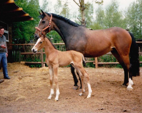 broodmare Warina (Hanoverian, 1980, from Weltmeister)