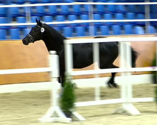 Video of Scirocco
