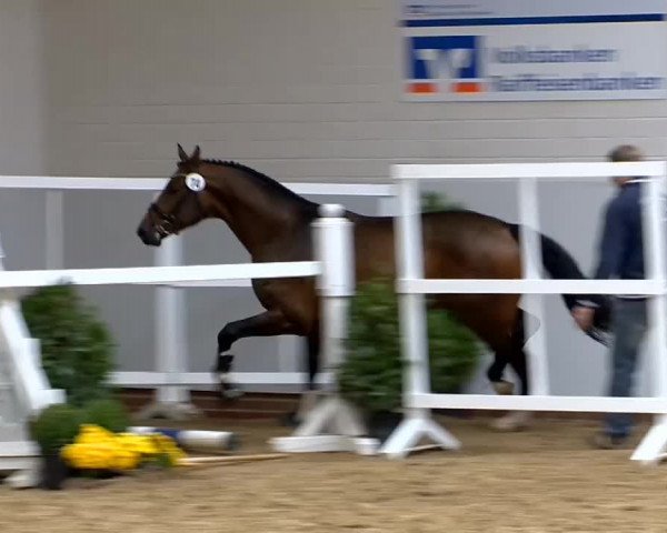 Video of Lightfull
