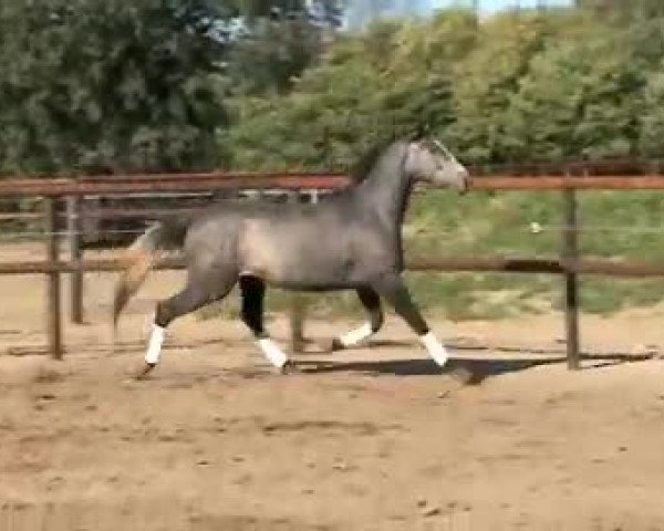 Video of Shakiro