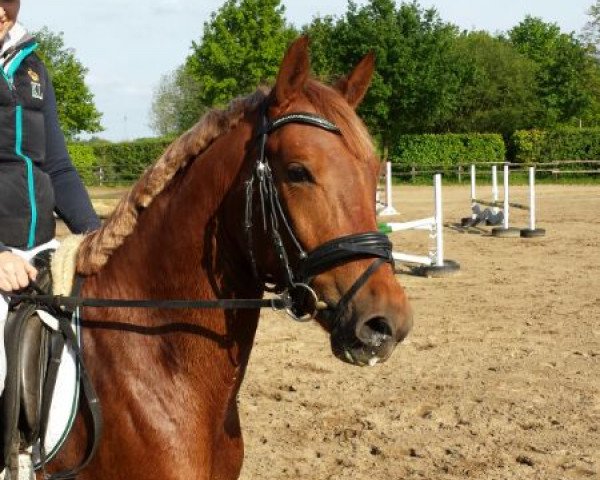 jumper Dicky Bow (German Riding Pony, 2011, from Dance Star AT NRW)