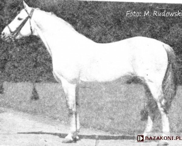 Deckhengst Hudamas (Trakehner, 1942, von Hutten 3845)