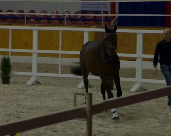 Hengstvorauswahl Verband der Züchter des Oldenburger Pferdes 2014