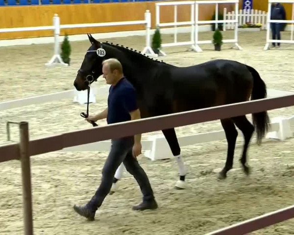 Hengstvorauswahl Verband der Züchter des Oldenburger Pferdes 2014