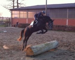 broodmare Carla (Westphalian, 2010, from Cornet Fever)