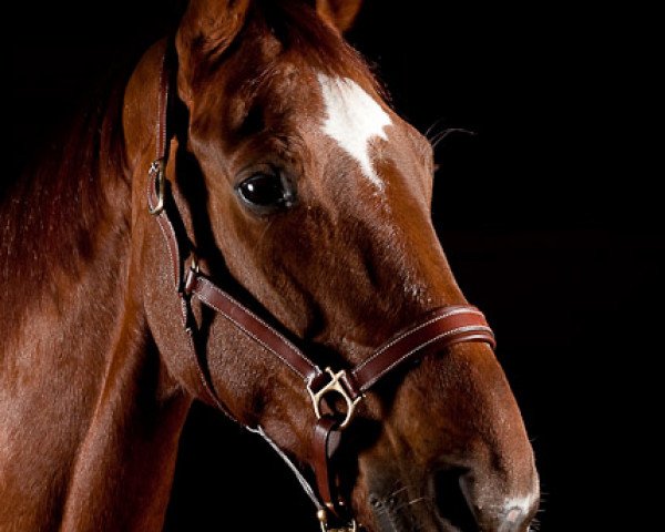 horse Don Pepone 2 (Zweibrücken, 1993, from Donnerschlag)