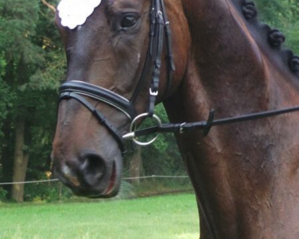 Dressurpferd Rolex SP (Hannoveraner, 2008, von Rascalino)