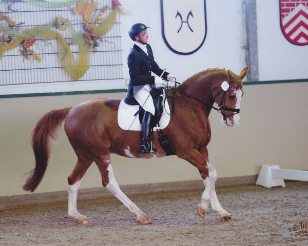 dressage horse Lucky 1229 (Hanoverian, 1994, from Lungau)