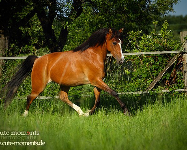 horse Velvet (German Riding Pony, 2001, from Velvet Black) horse Velvet (German Riding Pony, 2001, from Velvet Black)