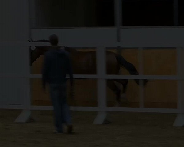 Hengstvorauswahl Verband der Züchter des Oldenburger Pferdes 2014